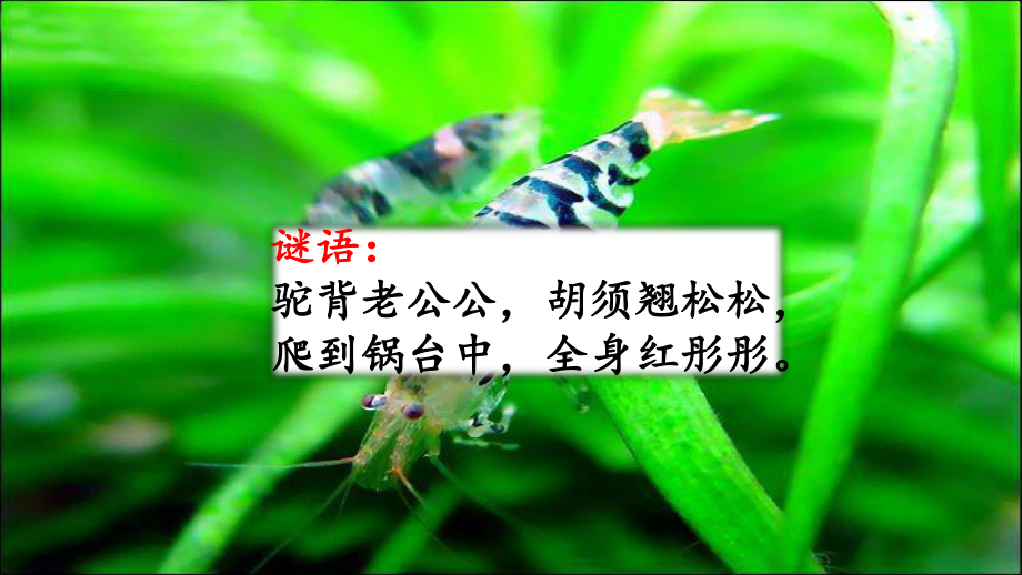 部编版三年级下语文15小虾_第1页