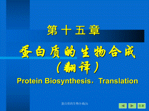 蛋白质的生物合成(3)课件
