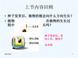 四年級(jí)下冊(cè)科學(xué)課件- 第5課 莖往哪邊長1｜鄂教版 (共16張PPT)