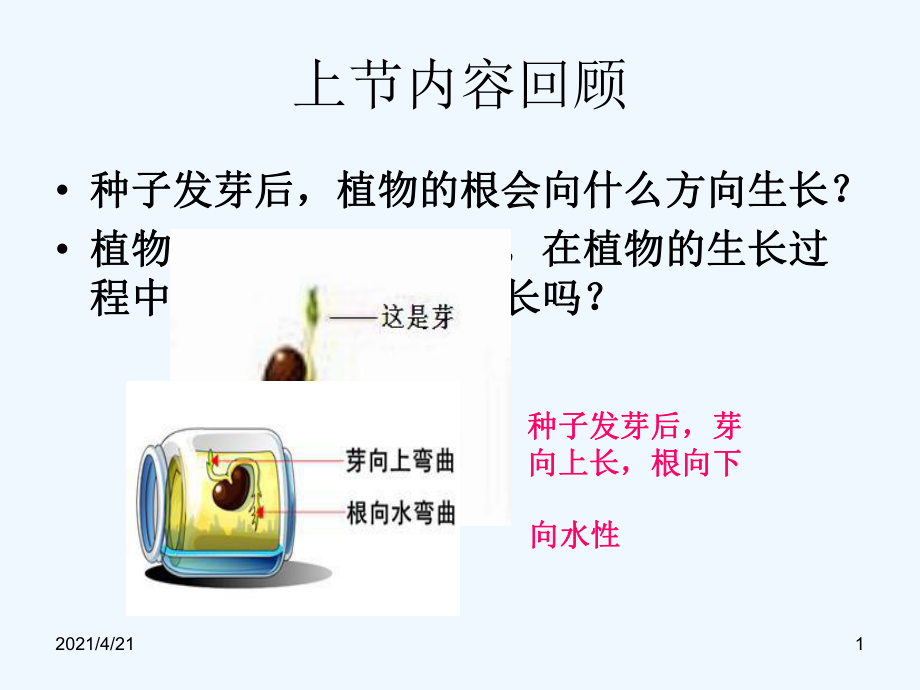 四年級下冊科學(xué)課件- 第5課 莖往哪邊長1｜鄂教版 (共16張PPT)_第1頁