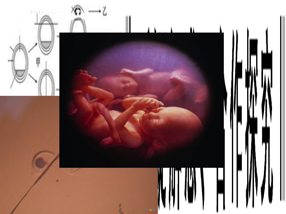 xsl胚胎分割PPT课件_第1页