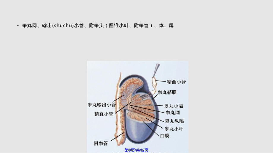 动物睾丸解剖图图片