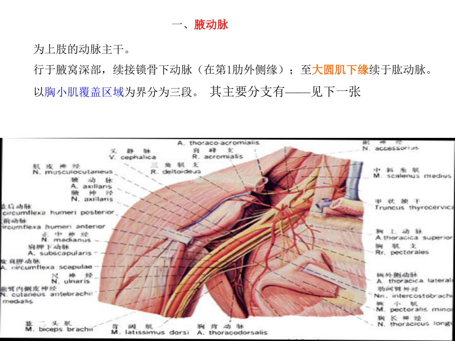 四肢动脉PPT课件_第1页