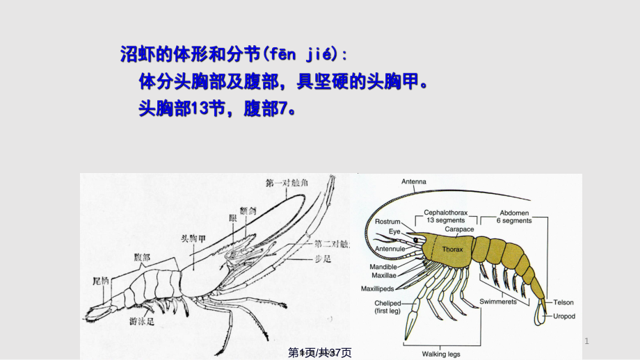 水生生物学虾实用教案_第1页