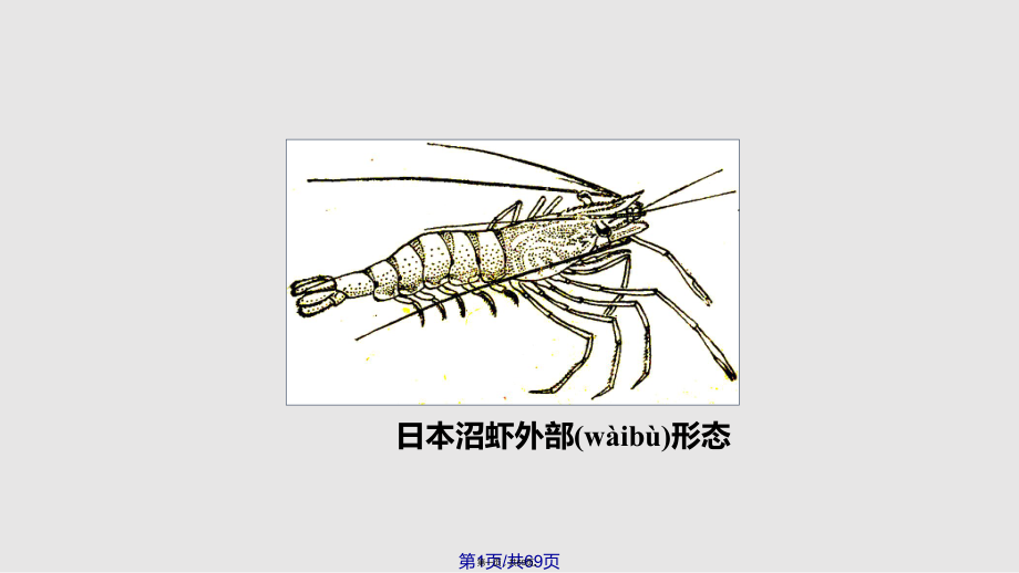 日本沼虾养殖实用教案_第1页