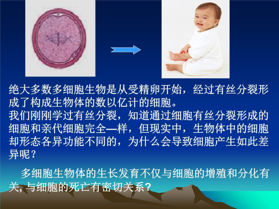 生物：5.2《細胞分化、衰老和凋亡》課件(蘇教版必修1).ppt_第1頁