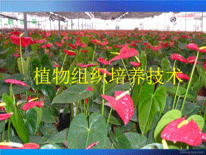 生物：1.2《植物組織培養(yǎng)技術》課件(蘇教版選修1).ppt