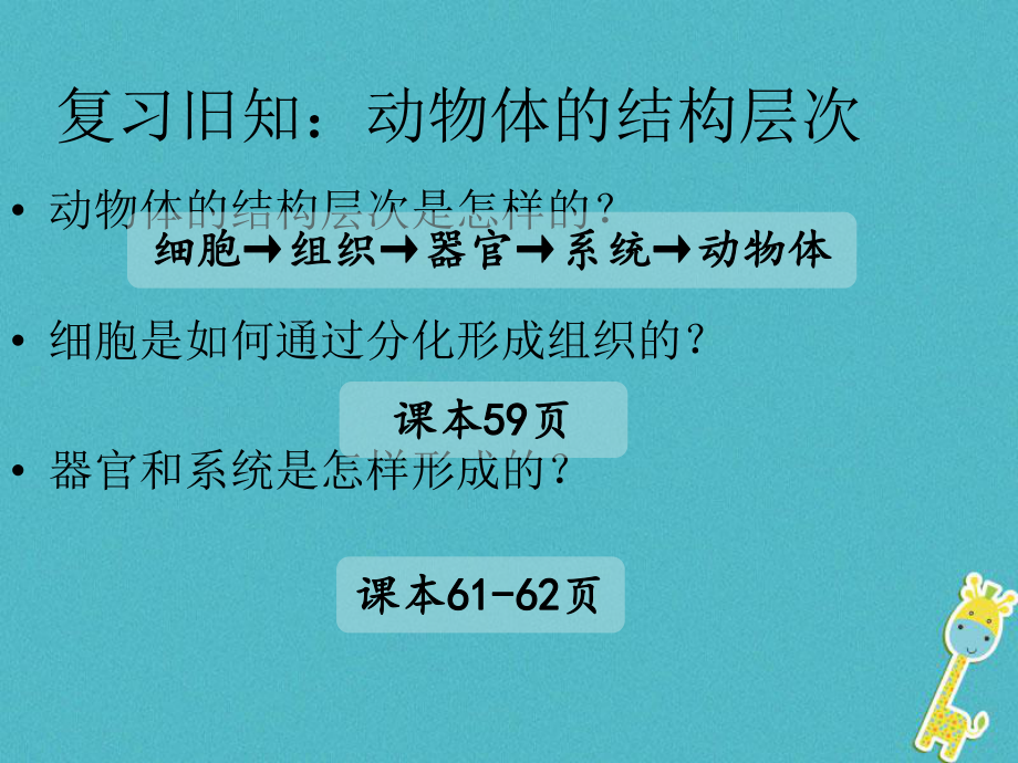 七年級(jí)生物上冊(cè) 第二單元 第二章 第三節(jié)《植物體的結(jié)構(gòu)層次》 （新版）新人教版_第1頁(yè)