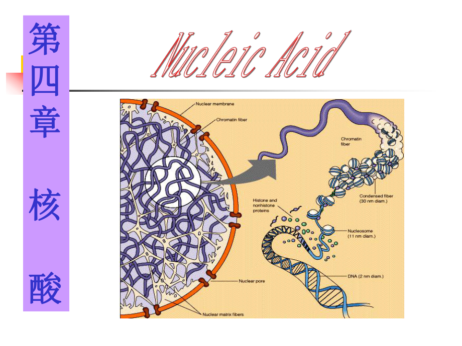 生物化學(xué)：第四章 核酸_第1頁(yè)