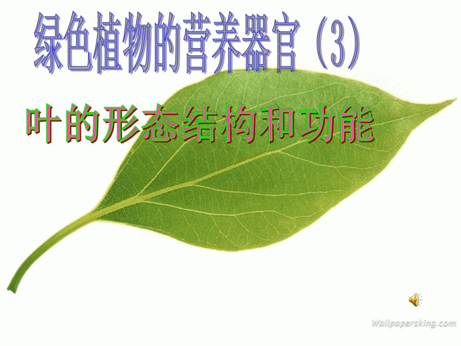 绿色开花植物的营养器官（叶）_第1页