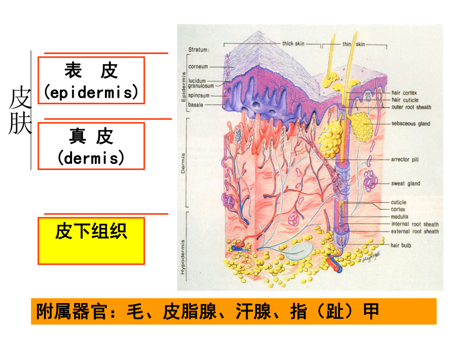 组织学与胚胎学 皮肤11