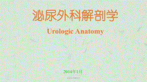 泌尿外科解剖学课件