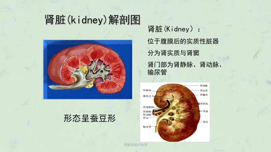 肾脏的超声检查课件