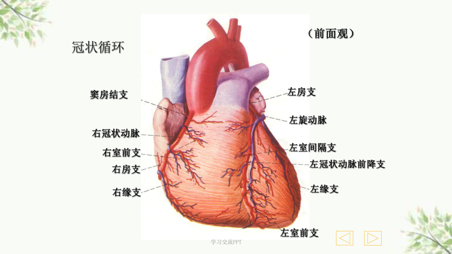 心脏冠脉图解图片