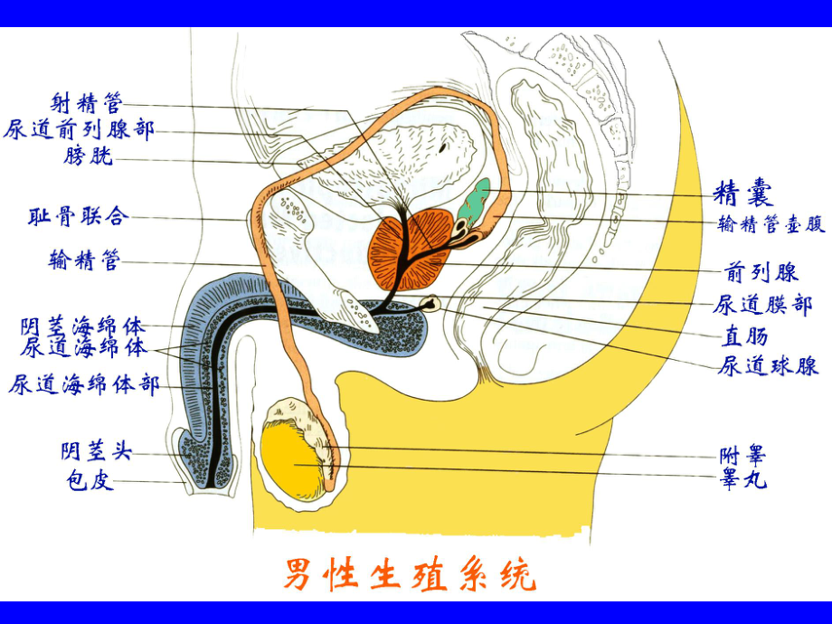 男性生殖系统ppt课件