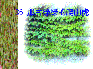 26那片绿绿的爬山虎 (4)