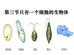 《單細胞的生物體》PPT課件課件