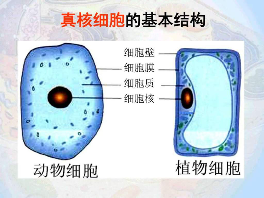 《細(xì)胞器-系統(tǒng)內(nèi)的分工合作》課件(新人教版必修)課件_第1頁(yè)