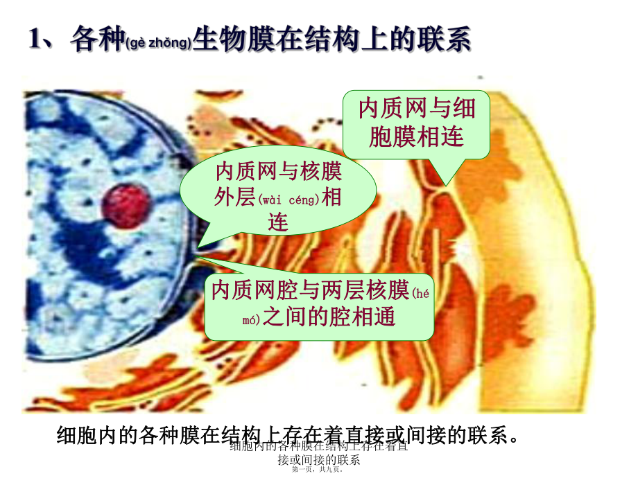 細(xì)胞內(nèi)的各種膜在結(jié)構(gòu)上存在著直接或間接的聯(lián)系課件_第1頁(yè)