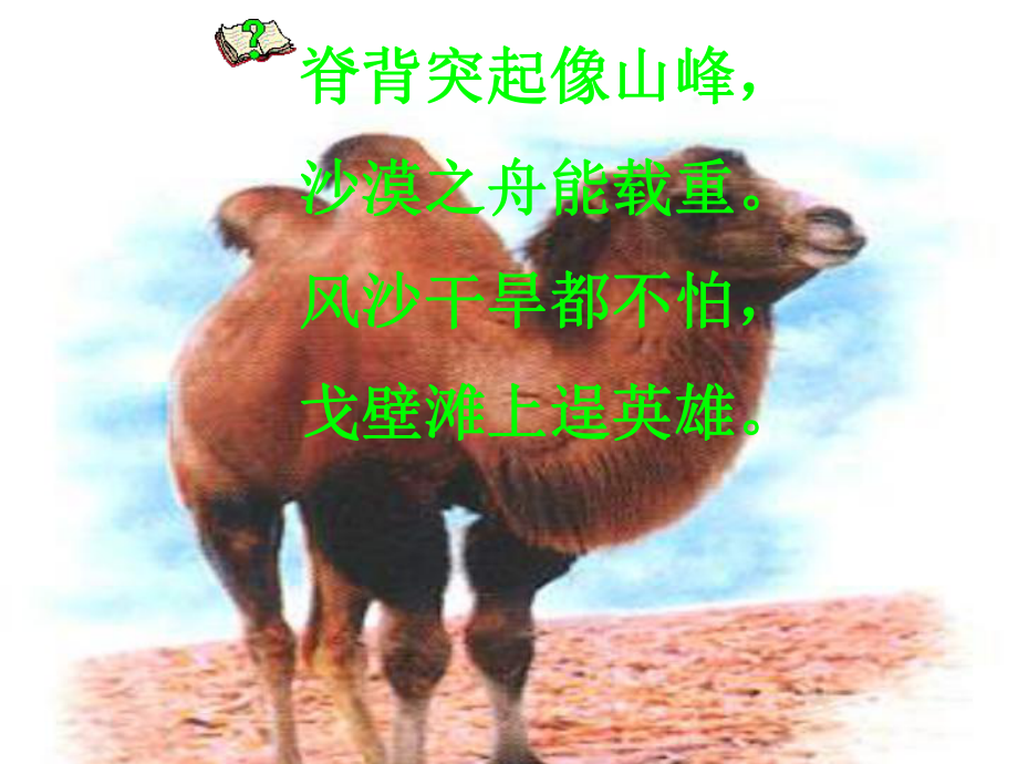 找骆驼ppt课件_第1页