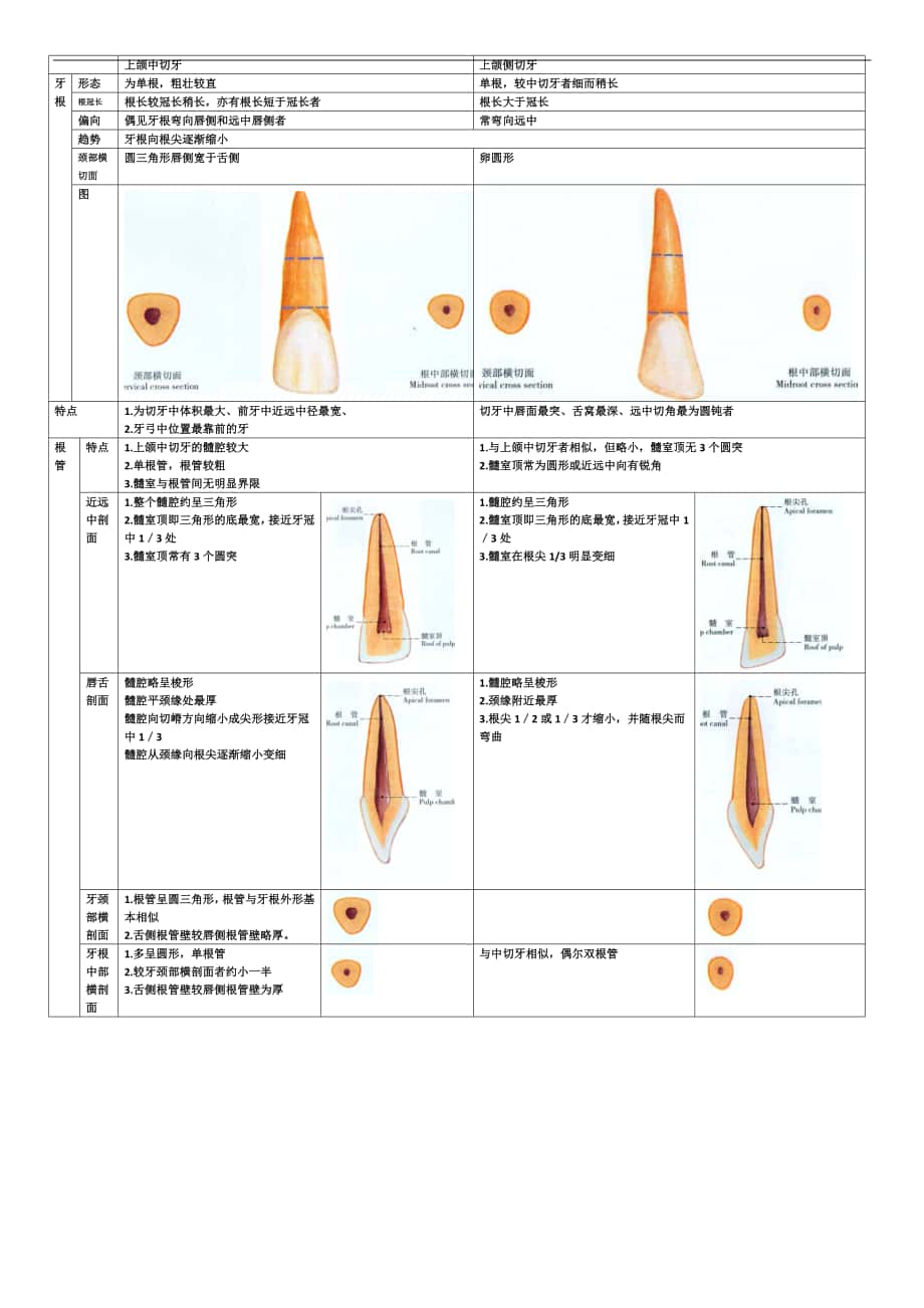 上颌侧切牙怎么画图片