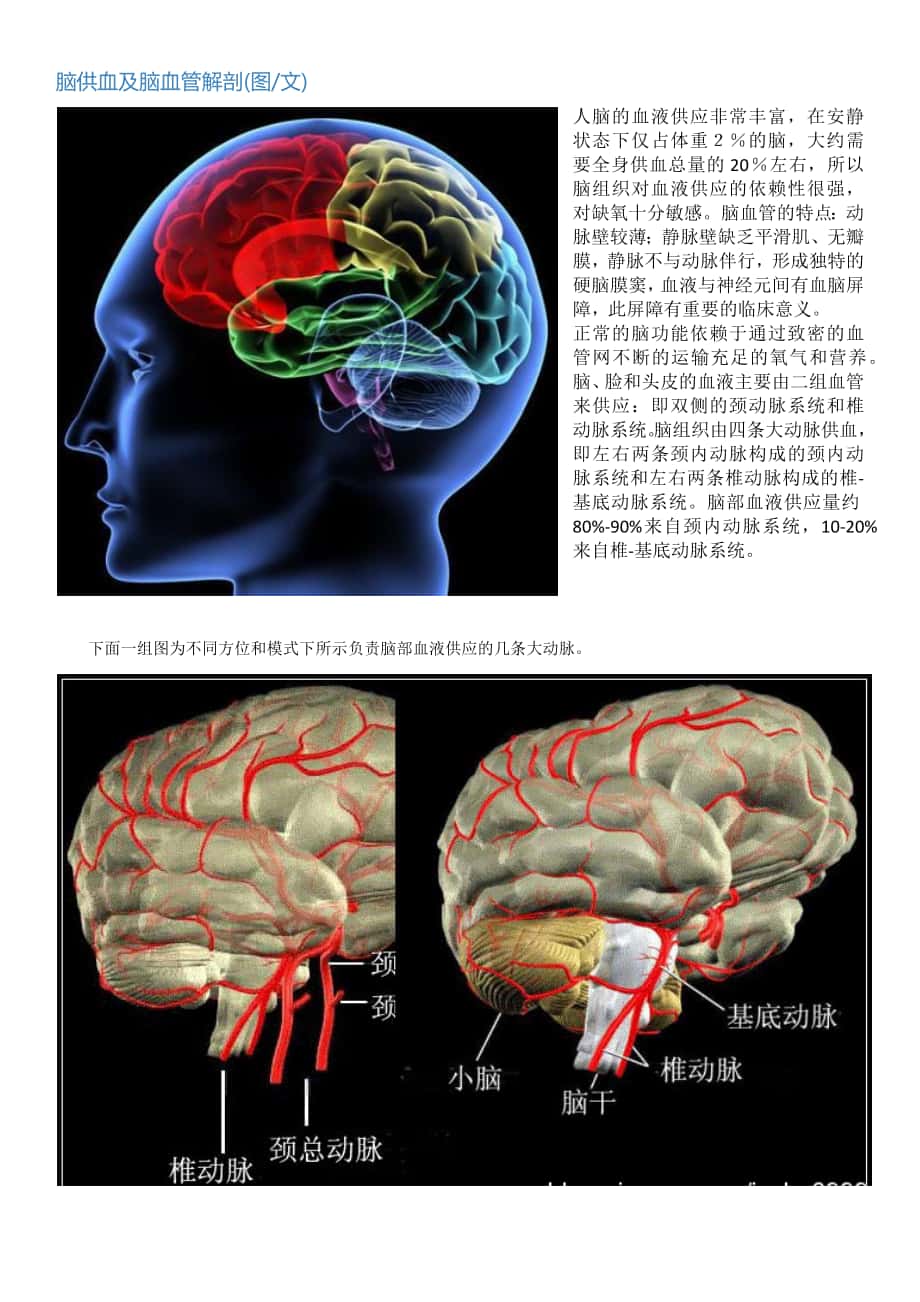 脑供血及脑血管解剖图文_第1页