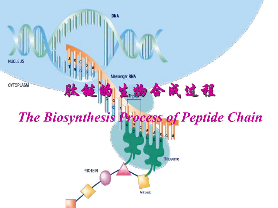药理学：肽链的生物合成过程_第1页