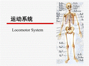 人体解剖学-运动系统