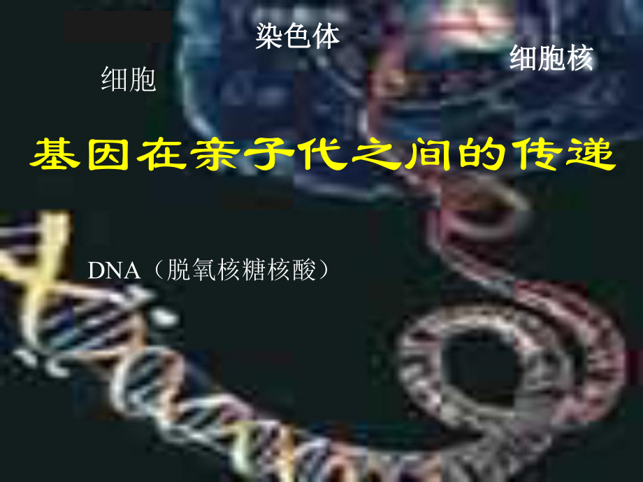 八年级生物基因在亲子代间的传递3_第1页