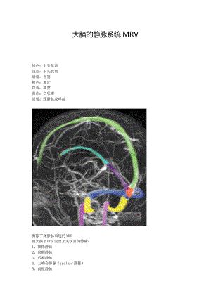 大脑的静脉系统MRV
