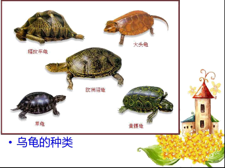 乌龟生长过程图解图片