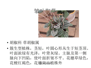 觀賞植物學(xué)課件