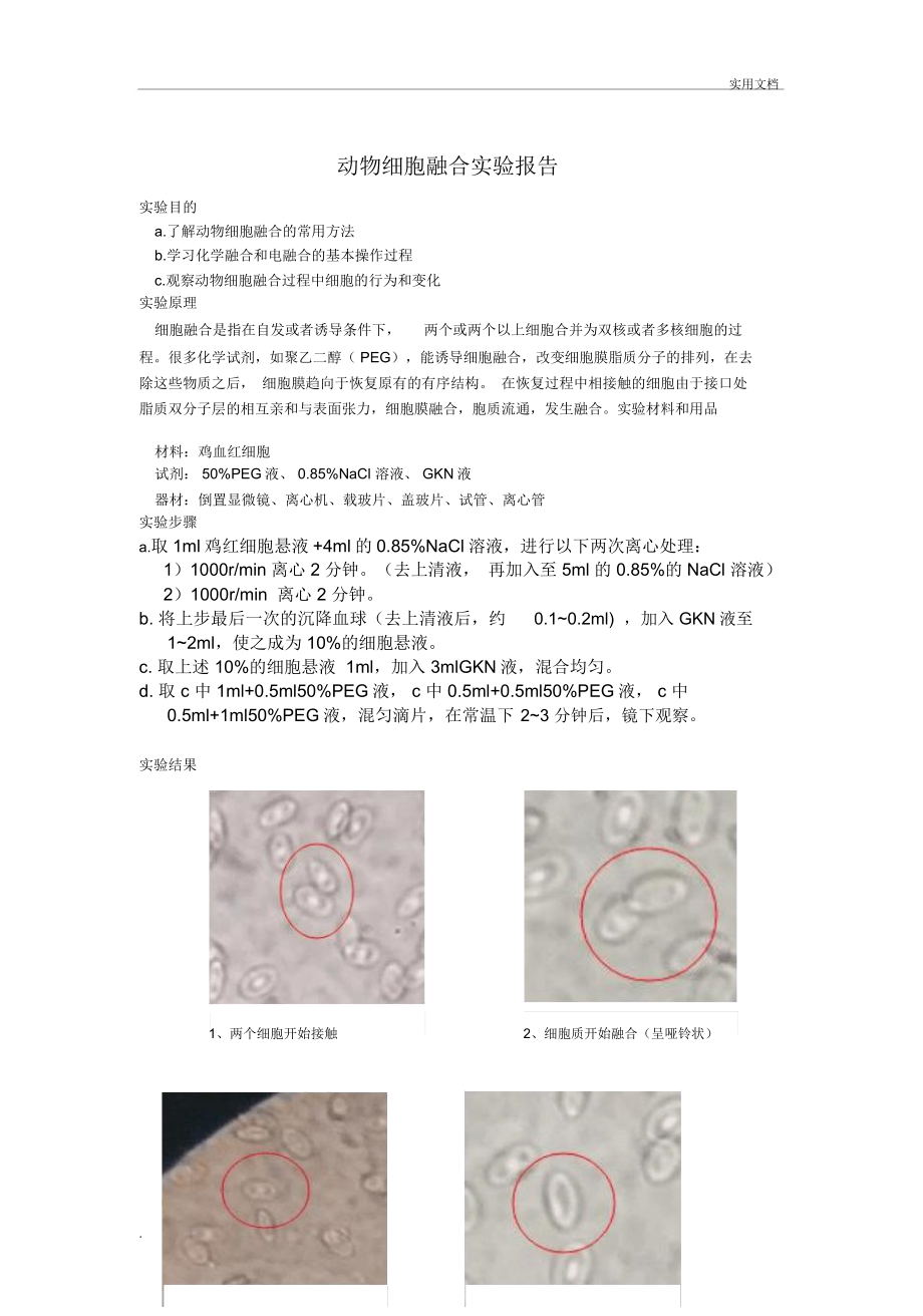 动物细胞融合实验报告_第1页