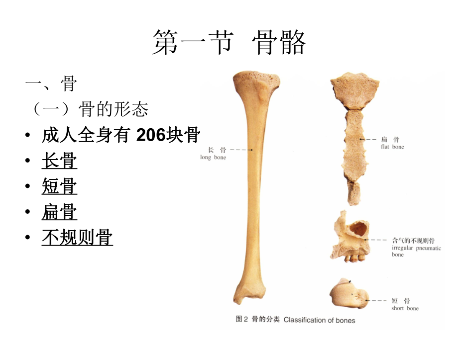 2人体解剖学课件运动系统文档资料_第1页