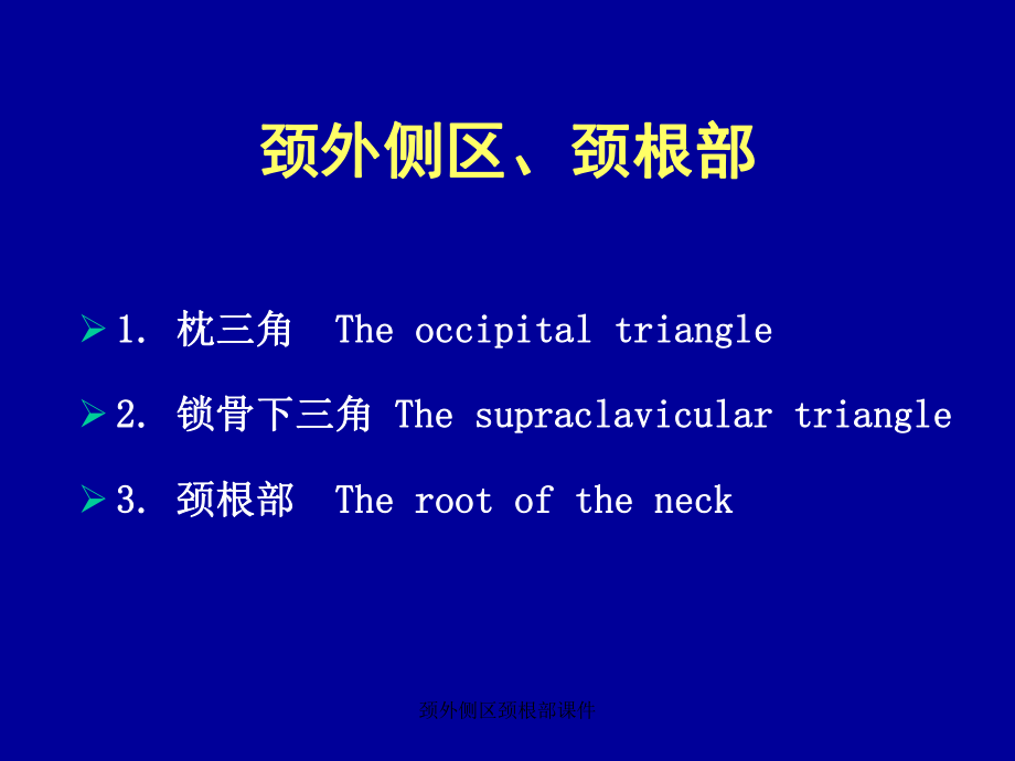 颈外侧区颈根部课件_第1页