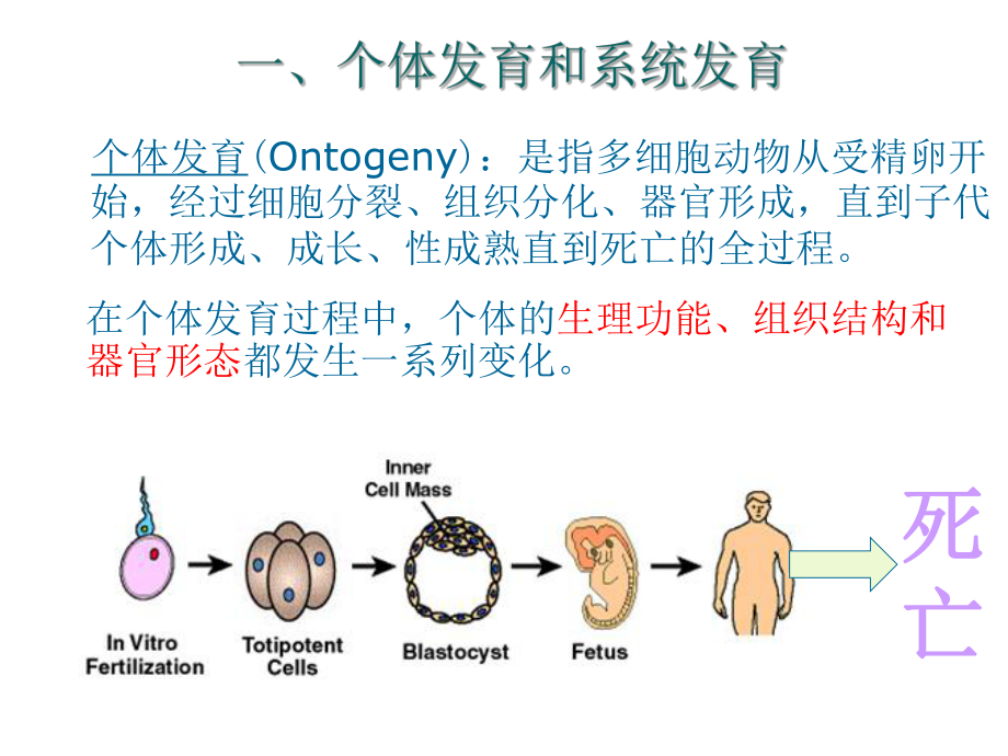 动物生物学4. 多细胞动物胚胎发育2课时PPT文档_第1页