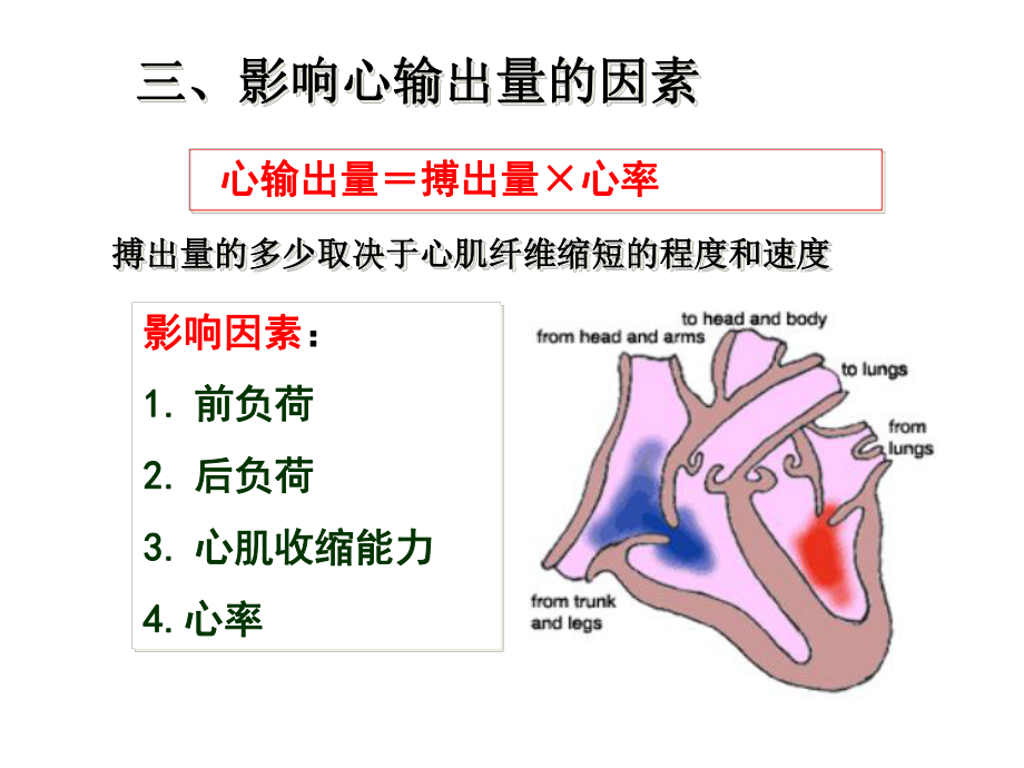 血液循环2影响心输出量因素ppt课件_第1页