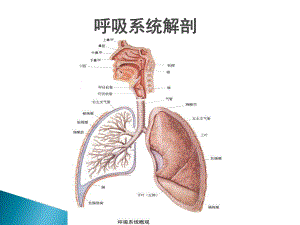 呼吸系统疾病及用药PPT文档资料