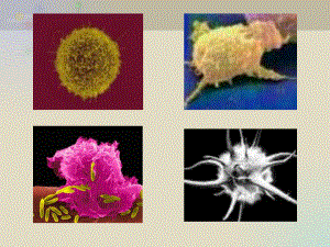 免疫学5固有免疫的组成细胞PPT文档