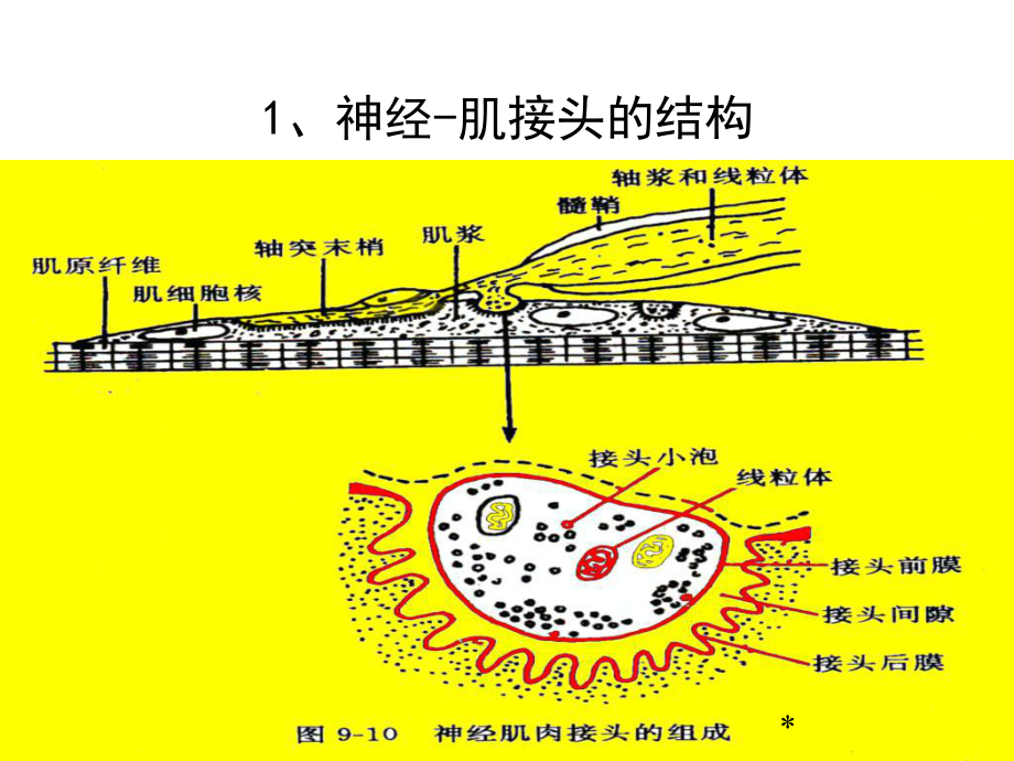 最新细胞基本功能第二部分PPT文档_第1页