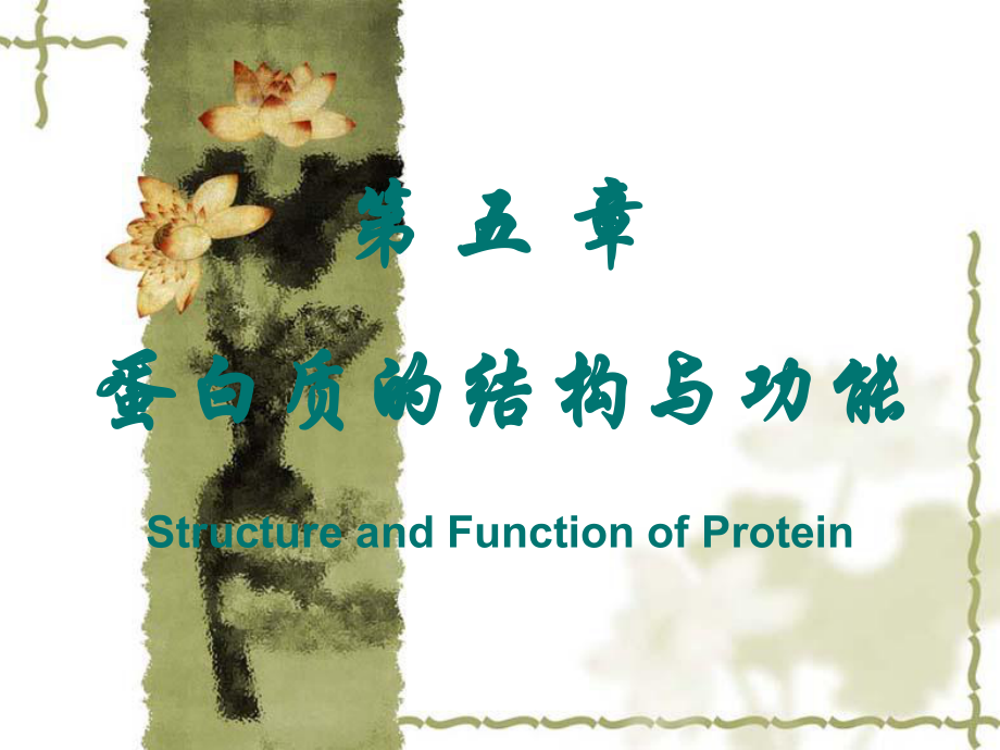 五蛋白质的结构和功能_第1页