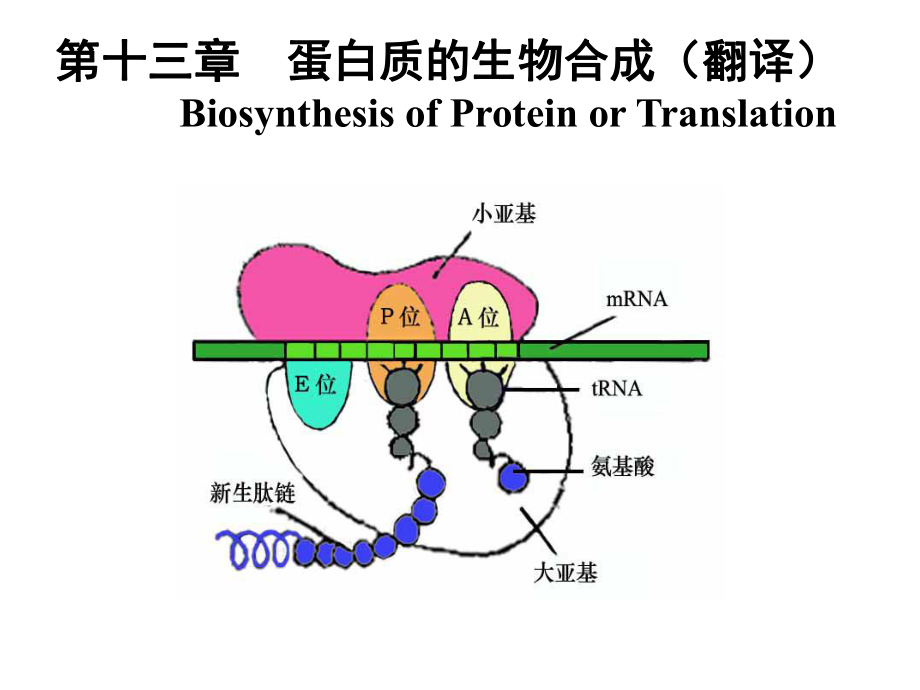 生物化学蛋白质的生物合成_第1页