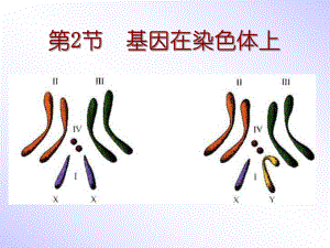 人教版必修2第二章第二节基因在染色体上(共33张PPT).ppt1204203042706