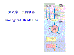 第八生物氧化BiologicalOxidation