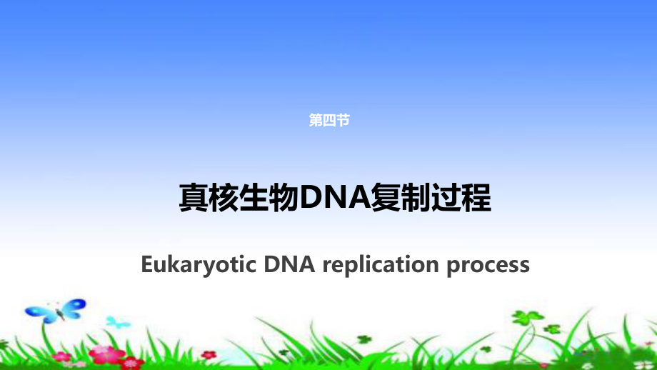 真核生物DNA复制过程ppt课件_第1页