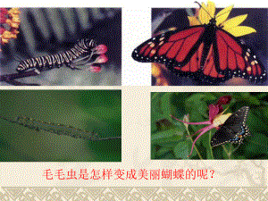 第一章第二节昆虫的生殖和发育