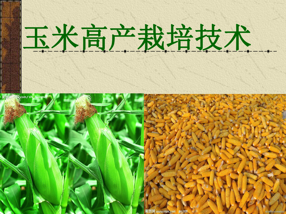 玉米高产栽培技术PPT课件_第1页