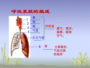 人教版生物七年级下册3.2发生在肺内的气体交换课件共14张PPT