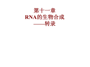 11RNA的生物合成转录药学