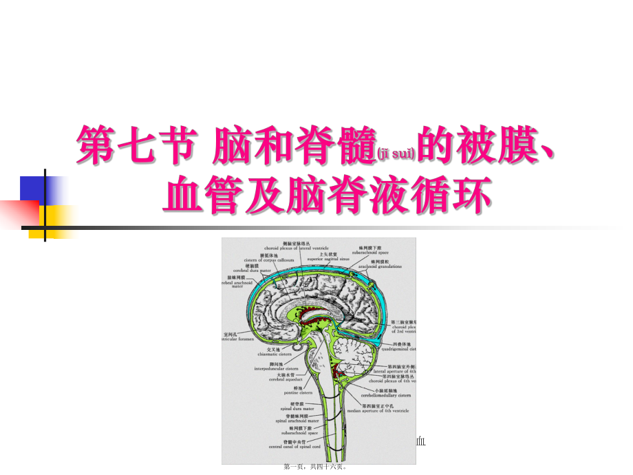 中枢神经系统(六脑和脊髓的被膜血管及脑脊液循环-)课件_第1页